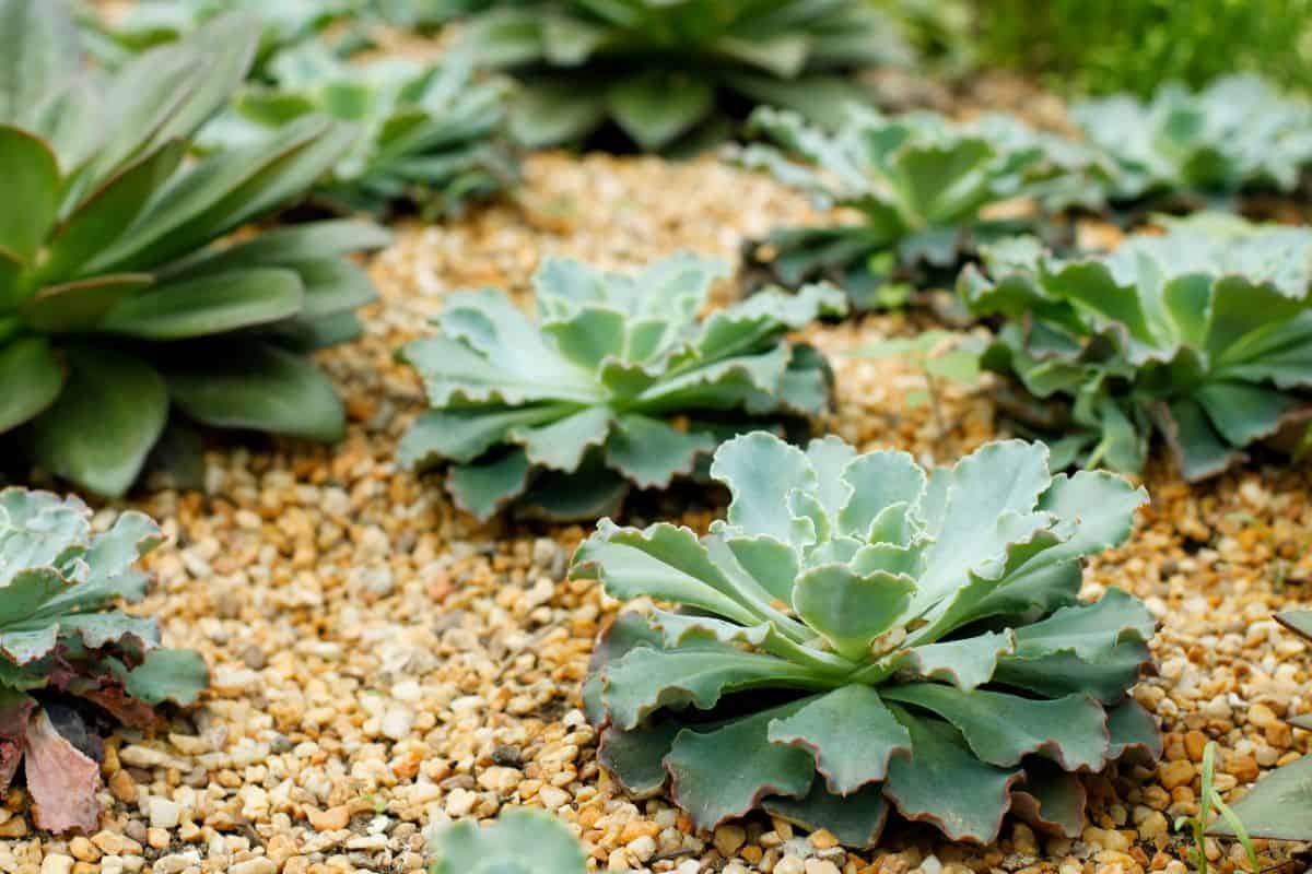 Echeverias sp. - Blue Waves growing in rocky soil.