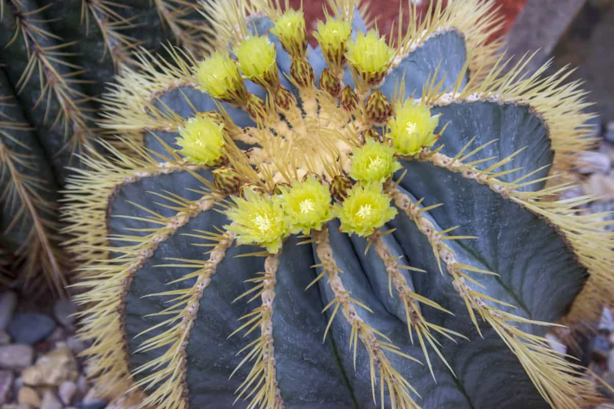 Ferocactus glaucescens – Blue Barrel Cactus