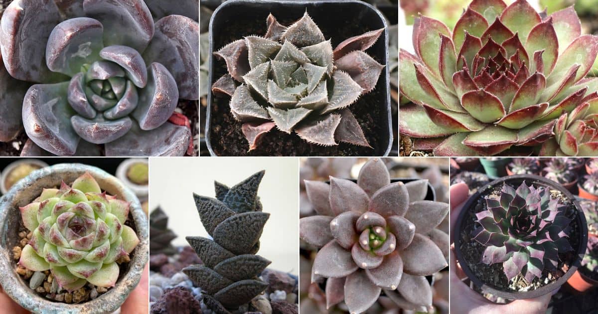 7 images of beautiful black succulents.