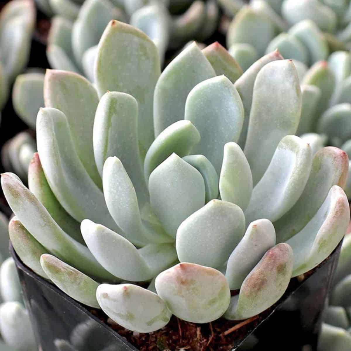 xPachyveria clavifolia - Jeweled Crown in a pot.