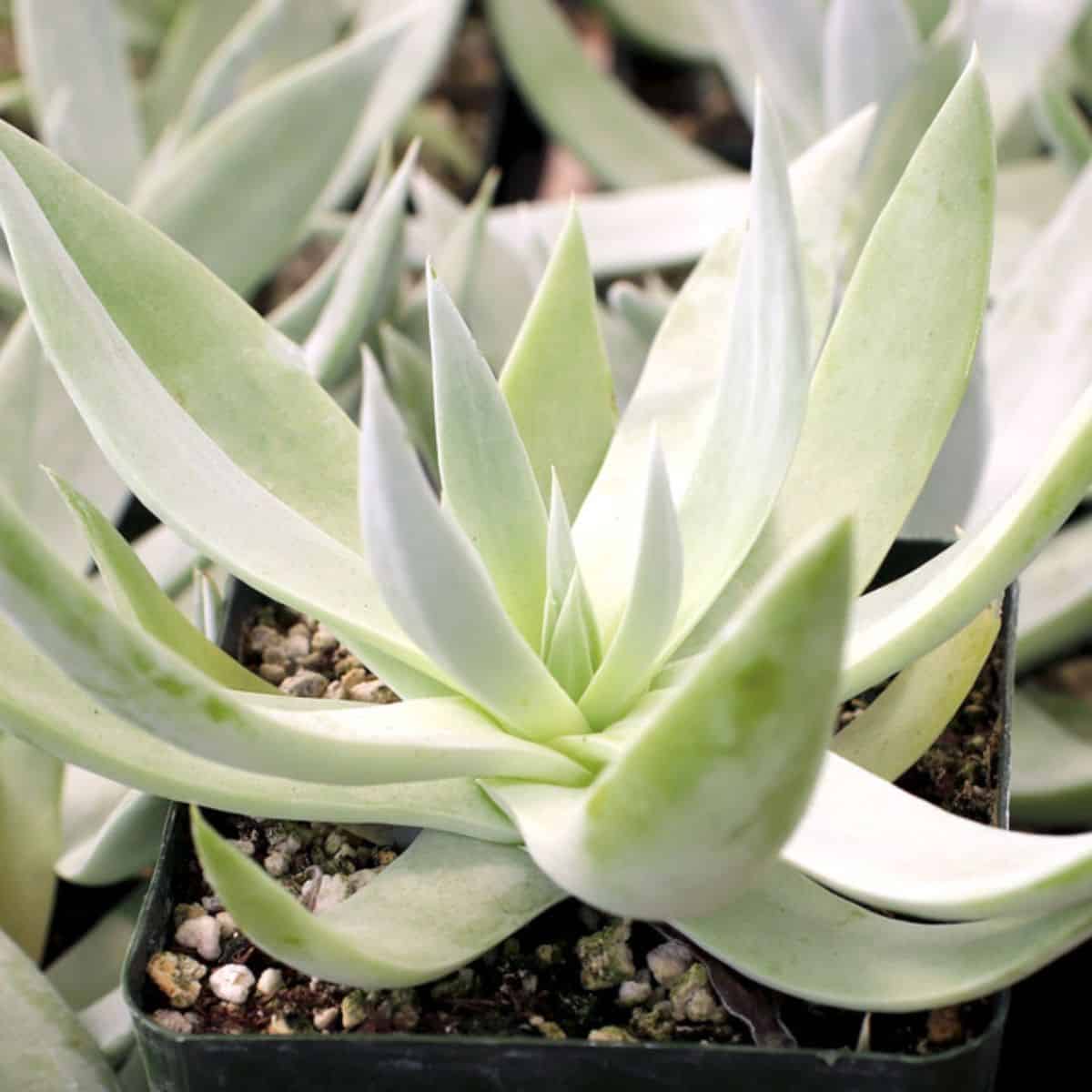 Dudleya Brittonii – Giant Chalk Dudleya in a pot.