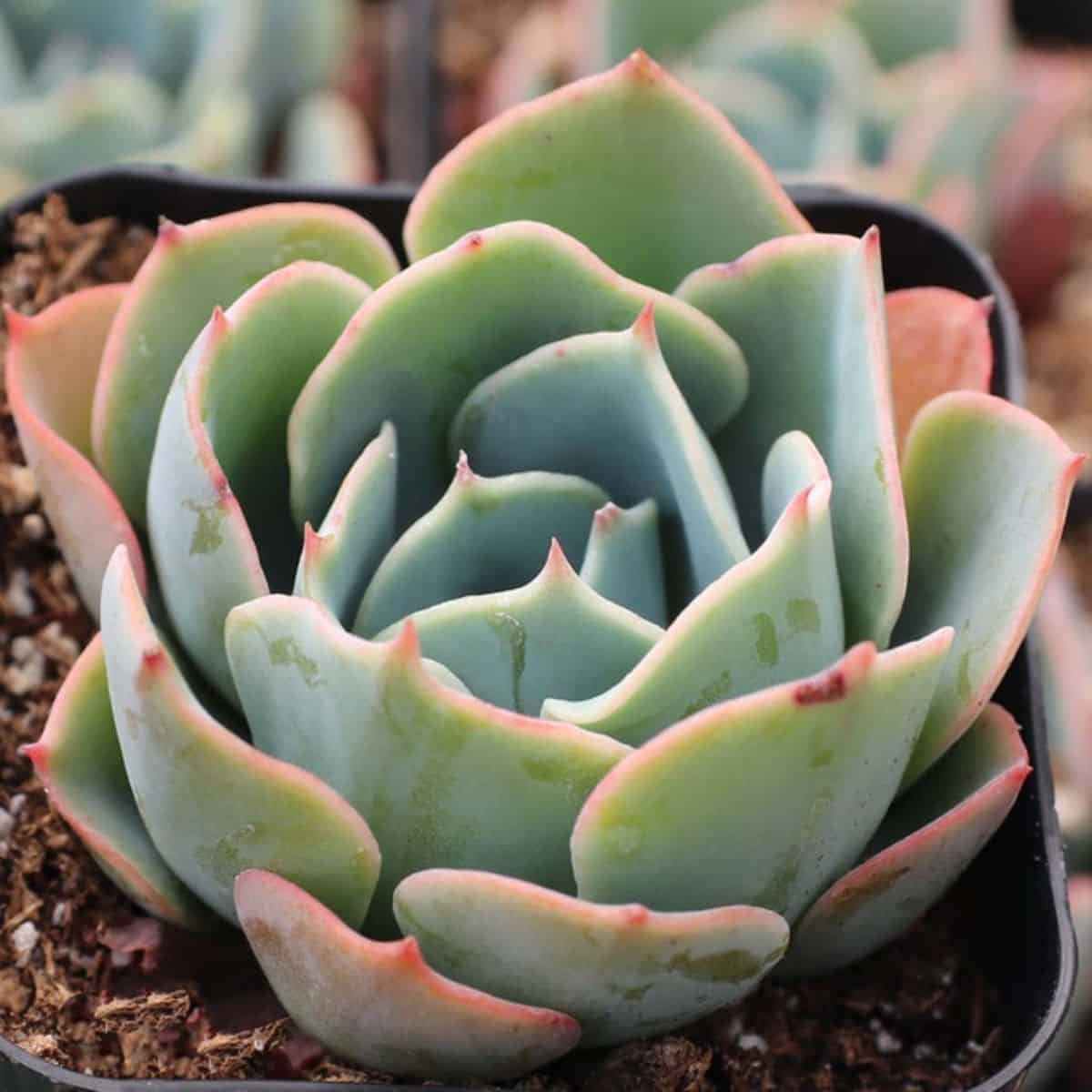 Echeveria sp. - Blue Alice in a pot.