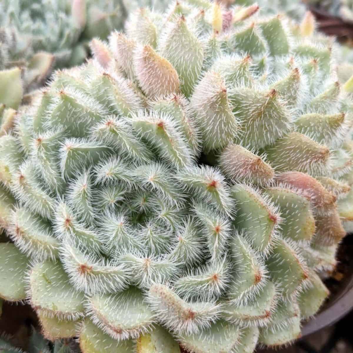 Echeveria setosa var. minor in a pot.