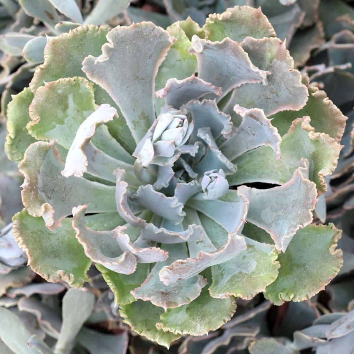 Echeveria shaviana - Truffles