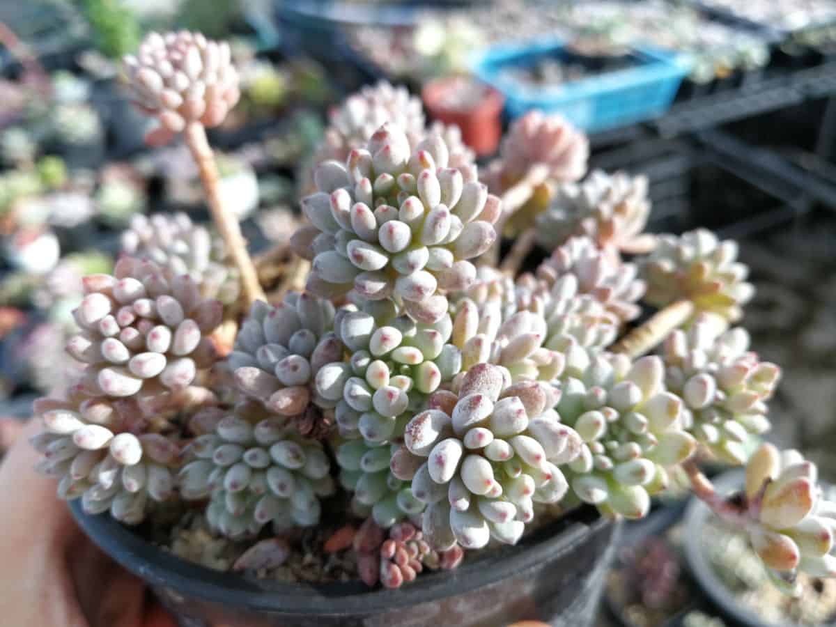 Hand holding Graptopetalum pachyphyllum – Blue Bean in a pot.