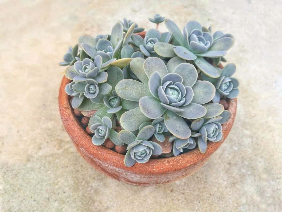 Orostachys boehmeri – Chinese Dunce Cap in a terracotta pot.