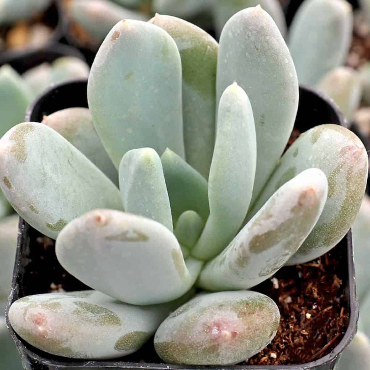 xPachyveria Powder Puff in a pot.
