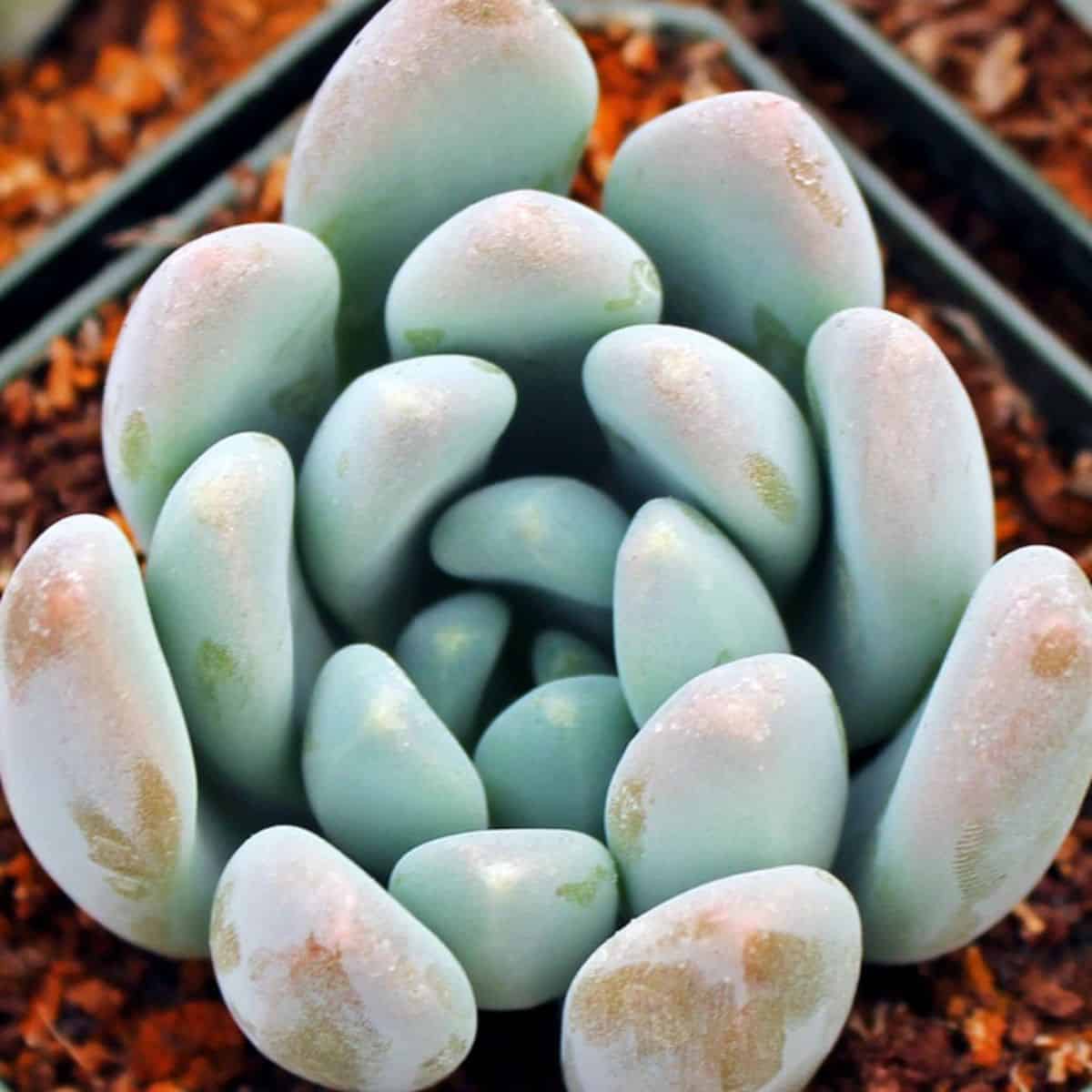 xSedeveria Blue Giant in a pot.