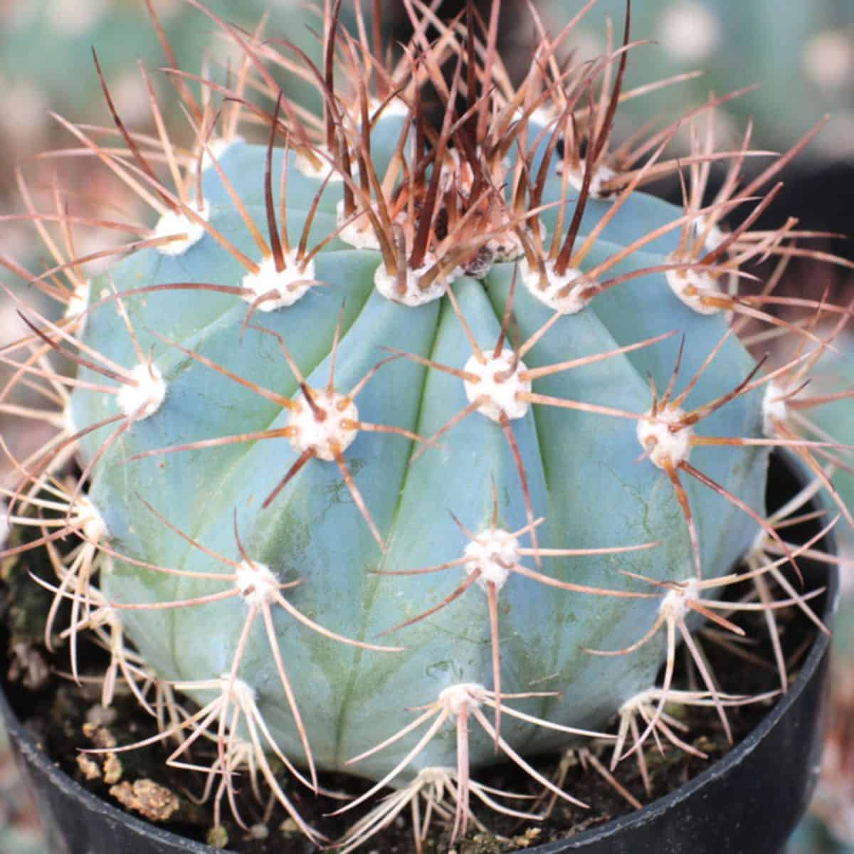 Melocactus azureus – Turk’s Cap Cactus in a pot.

