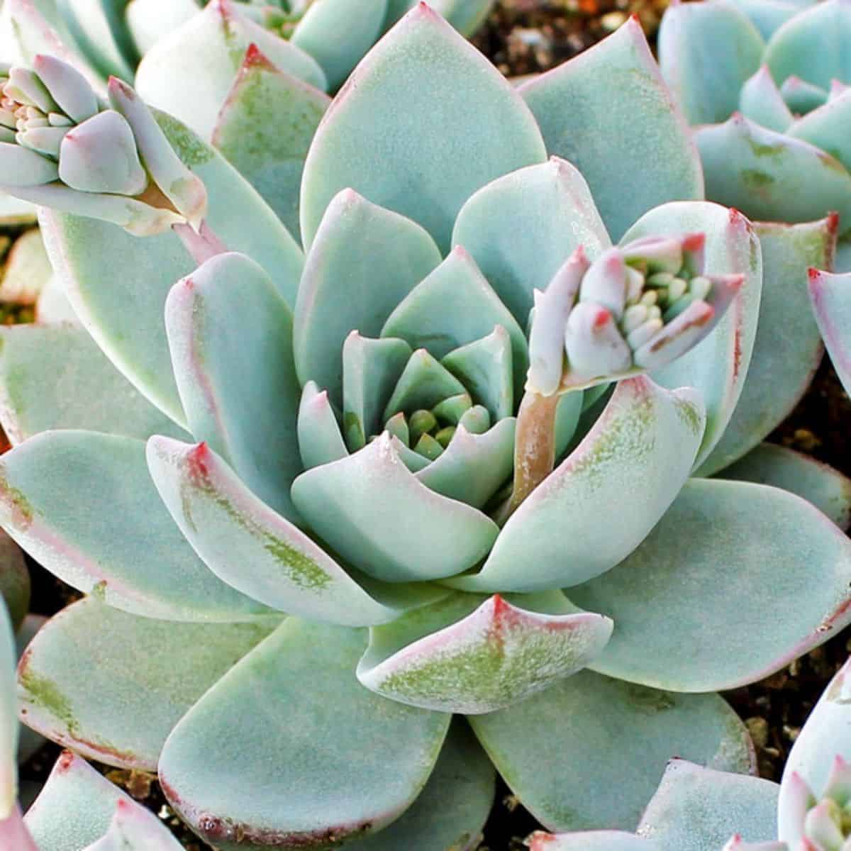 Echeveria peacockii – Peacock Echeveria