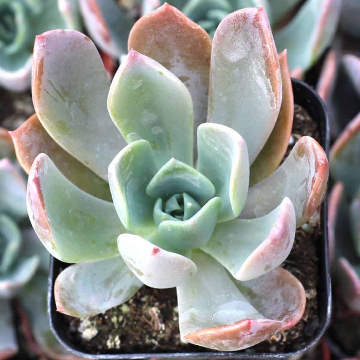 Echeveria sp. - Candise in a pot.