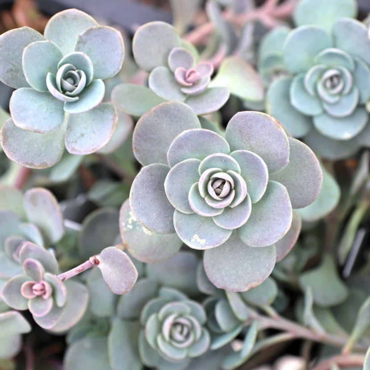 Sedum sedoro – Sunsparkler ® Blue Elf