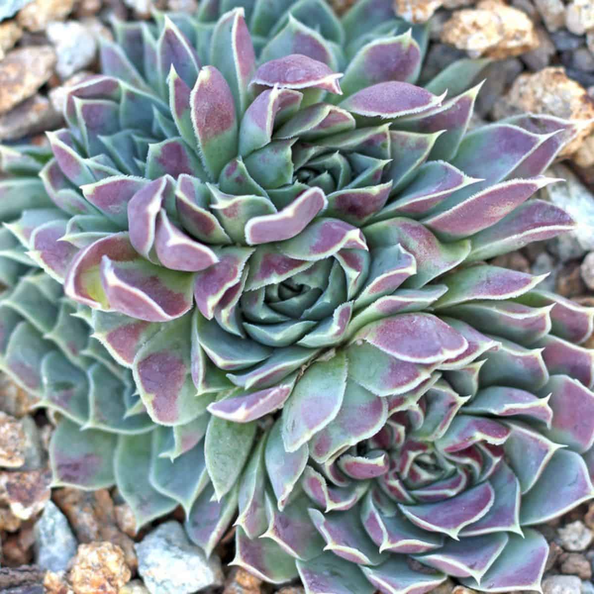 Sempervivium hueffelii ‘Faith’