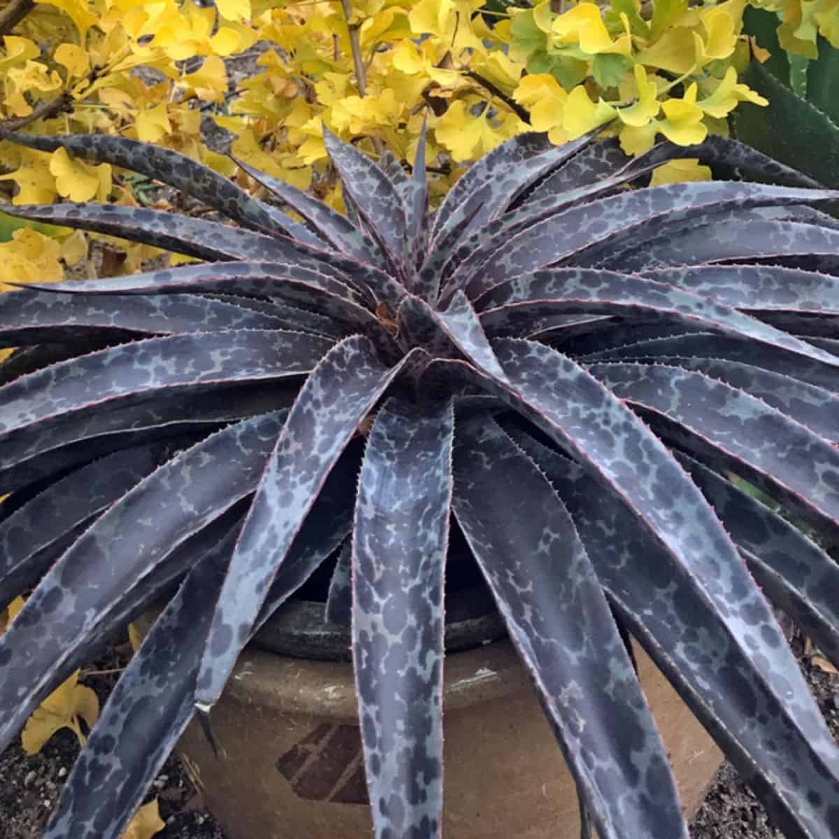 Mangave ‘Moonglow’ in a pot.
