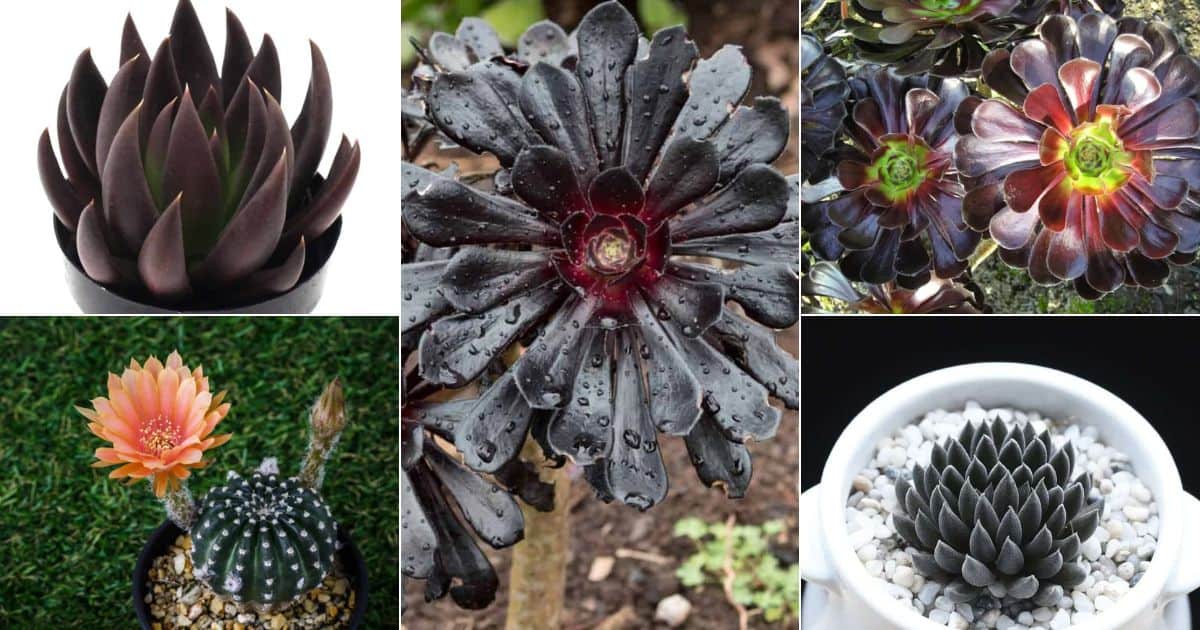 Collage of brilliant black succulents.