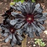 Beautiful echeveria black prince with raindrops.