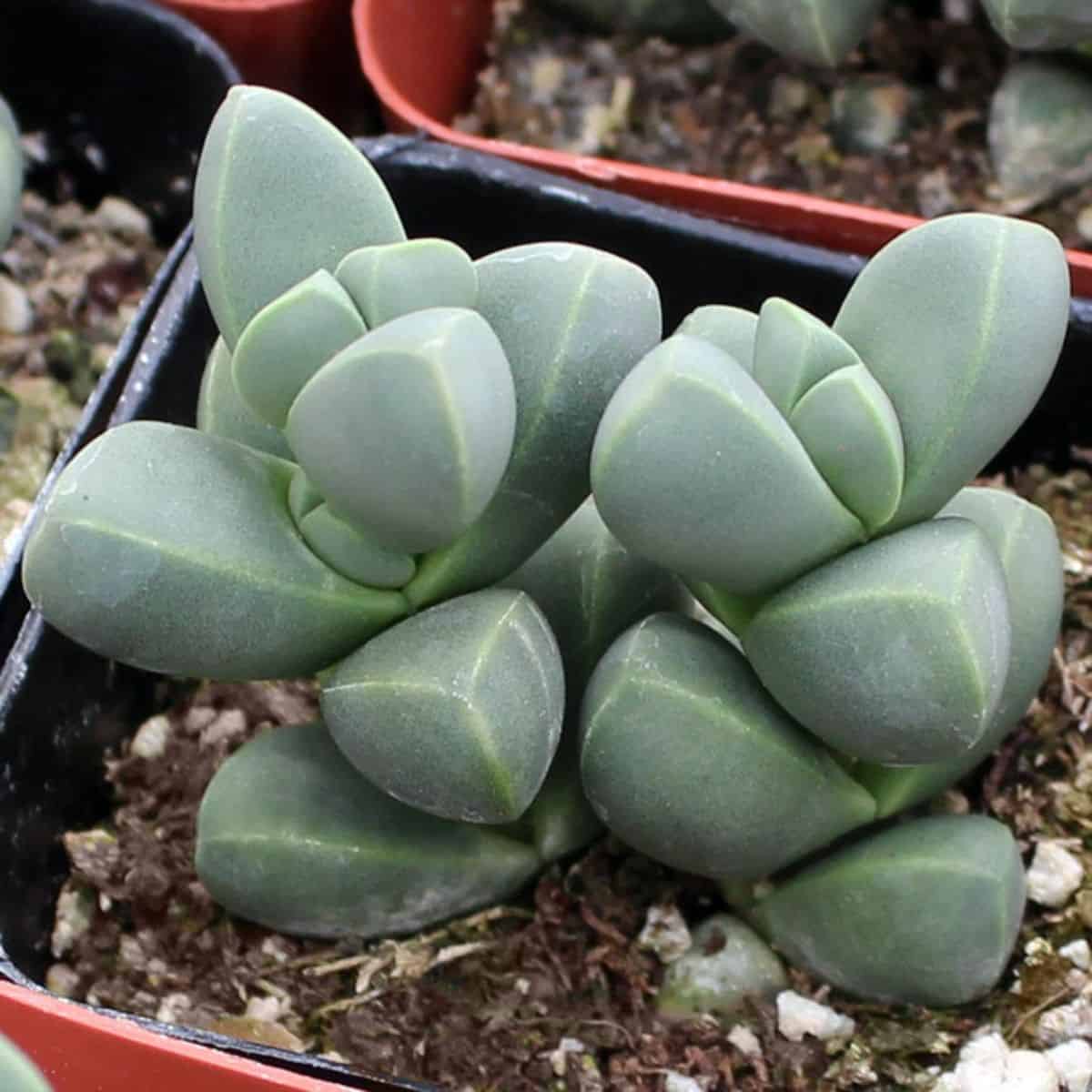 Corpuscularia lehmannii ‘Ice Plant’ in a pot.