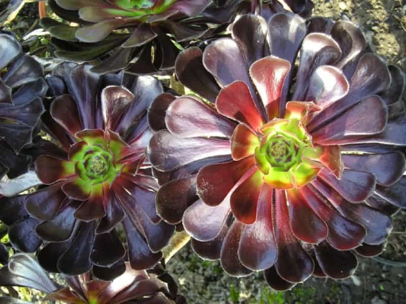 Beautiful Aeonium arboreum ‘Zwartkop’ close-up.