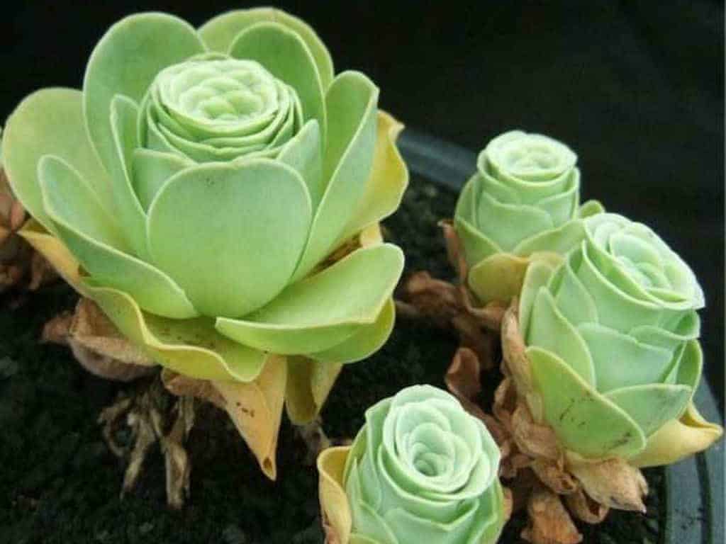 Rose succulents in a black pot-