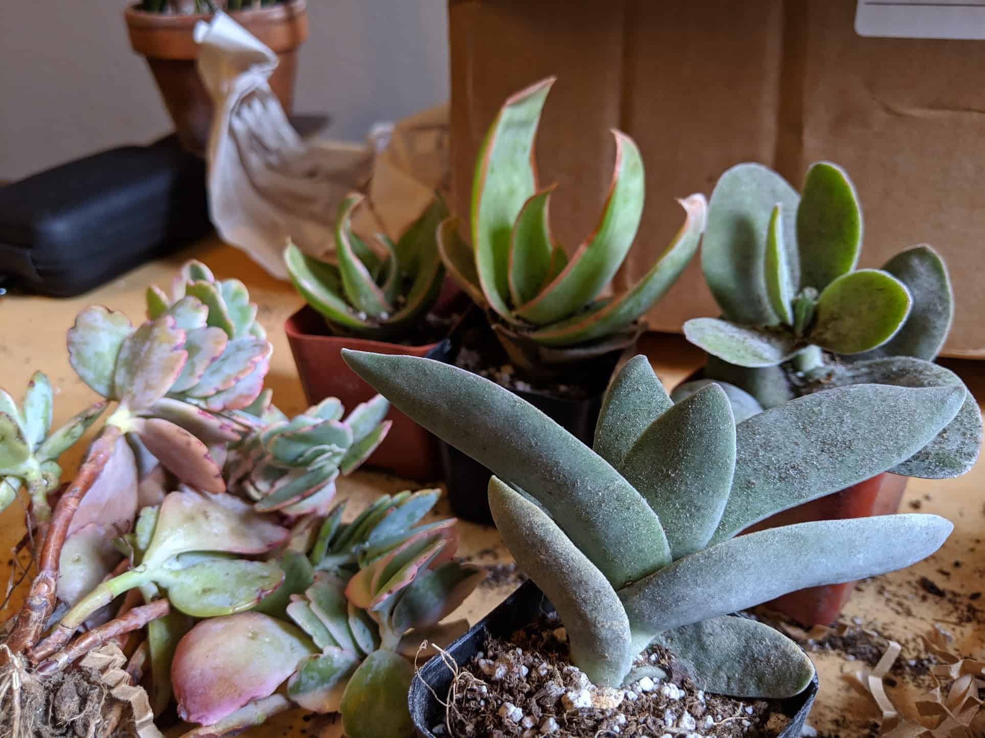 Harddy Succulent Store Review