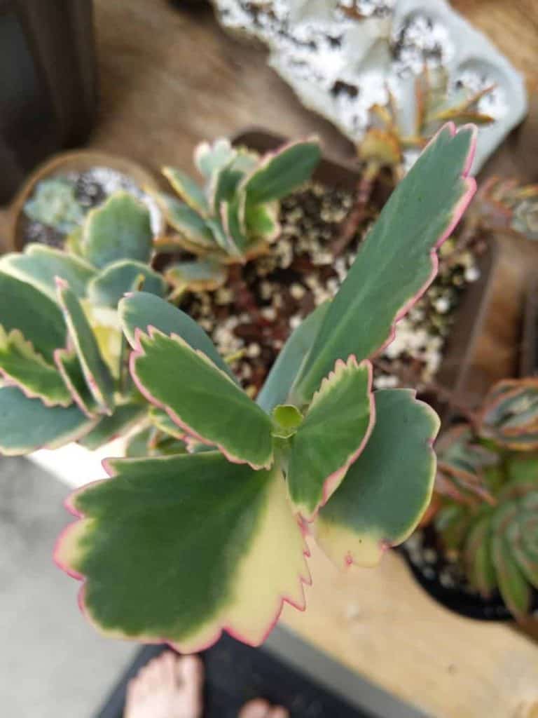 Succulent in a pot close-up.