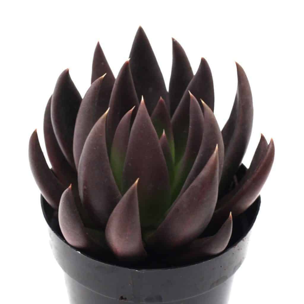 Beautiful Echeveria ‘Black Knight’ in a black pot.