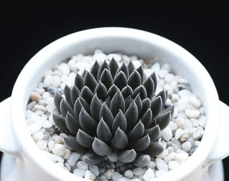 Succulent in pumice