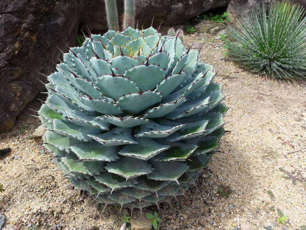 Agave potatorum ‘Butterfly Agave’ growing outdoor.