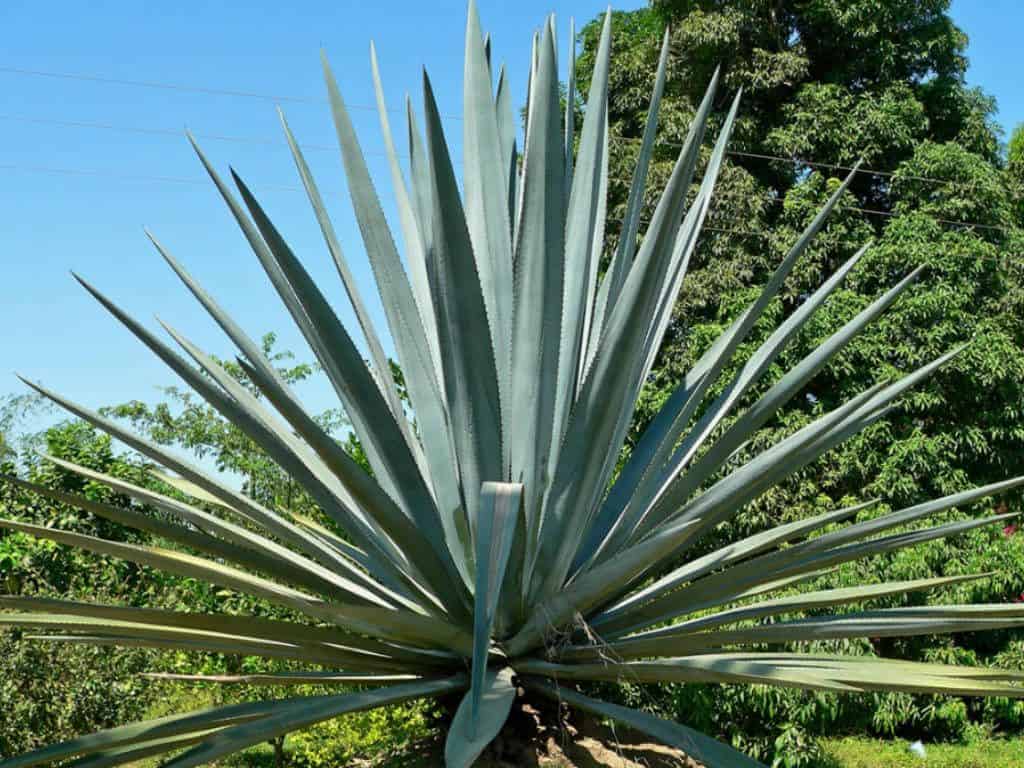 Agave tequilana ‘Blue Agave’ growing outdoor.