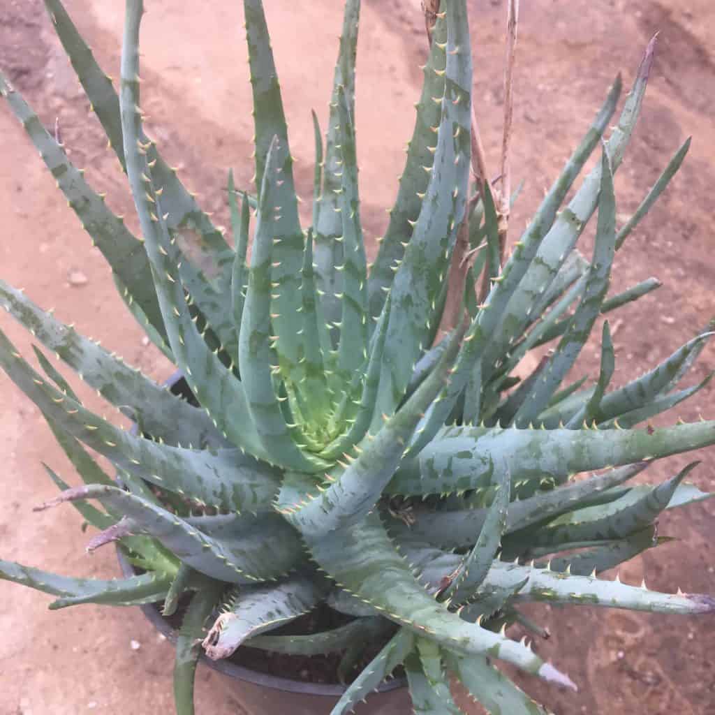 Aloe ‘Blue Elf’ growing in a pot.