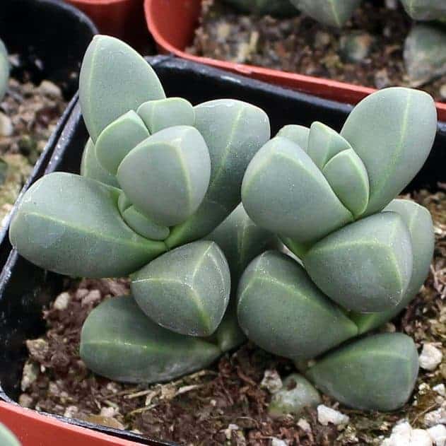Corpuscularia lehmannii ‘Ice Plant’ growing in a pot.