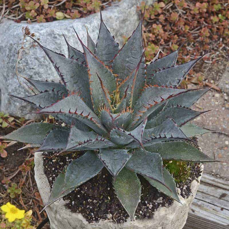 Mangave ‘Tooth Fairy’ growing in a pot.