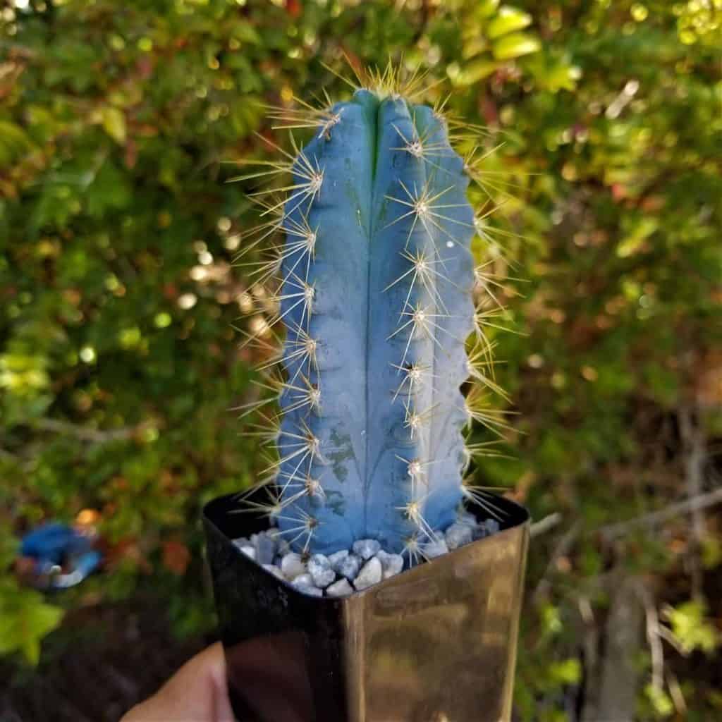 Pilosocereus azureus ‘Blue Torch Cactus’ growing in a pot.