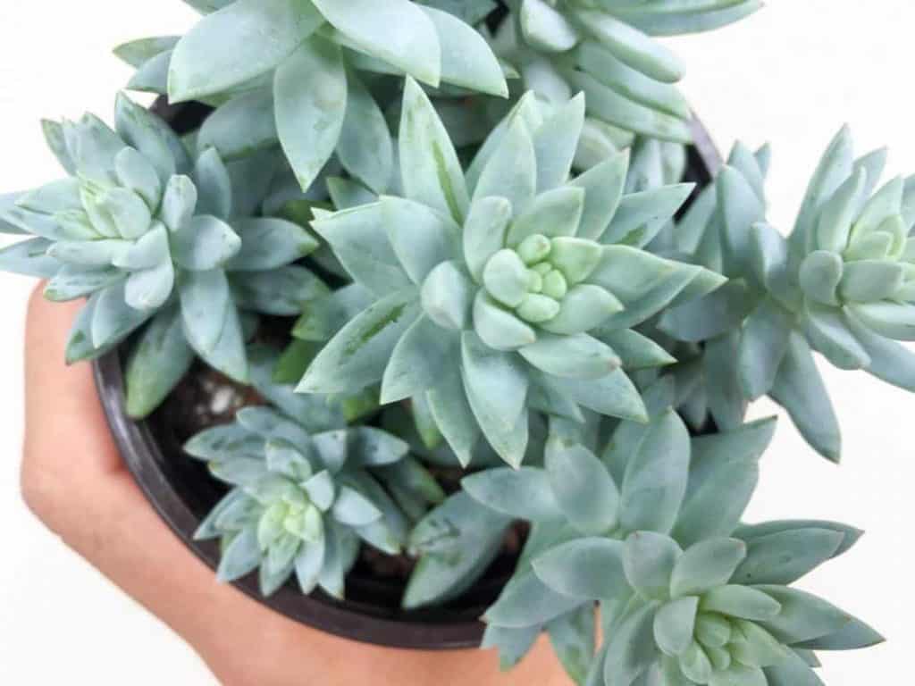 Sedeveria ‘Blue Burrito’ growing in a pot.