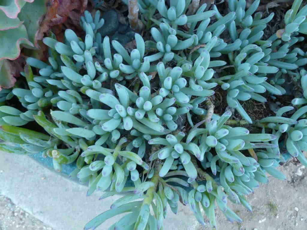 Senecio serpens ‘Blue Chalkstick’ growing in a pot.