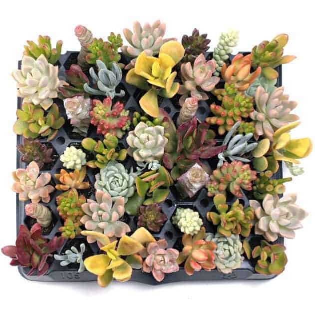 Bunch of different varieties of succulents.