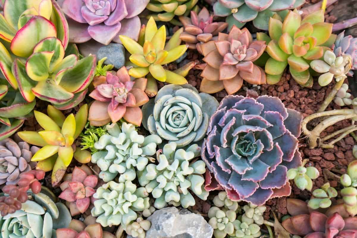 Different varieties of colorful succulents.