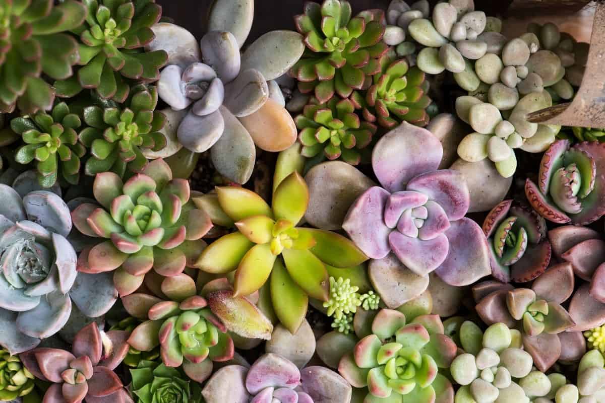 Different varieties of colorful succulents.
