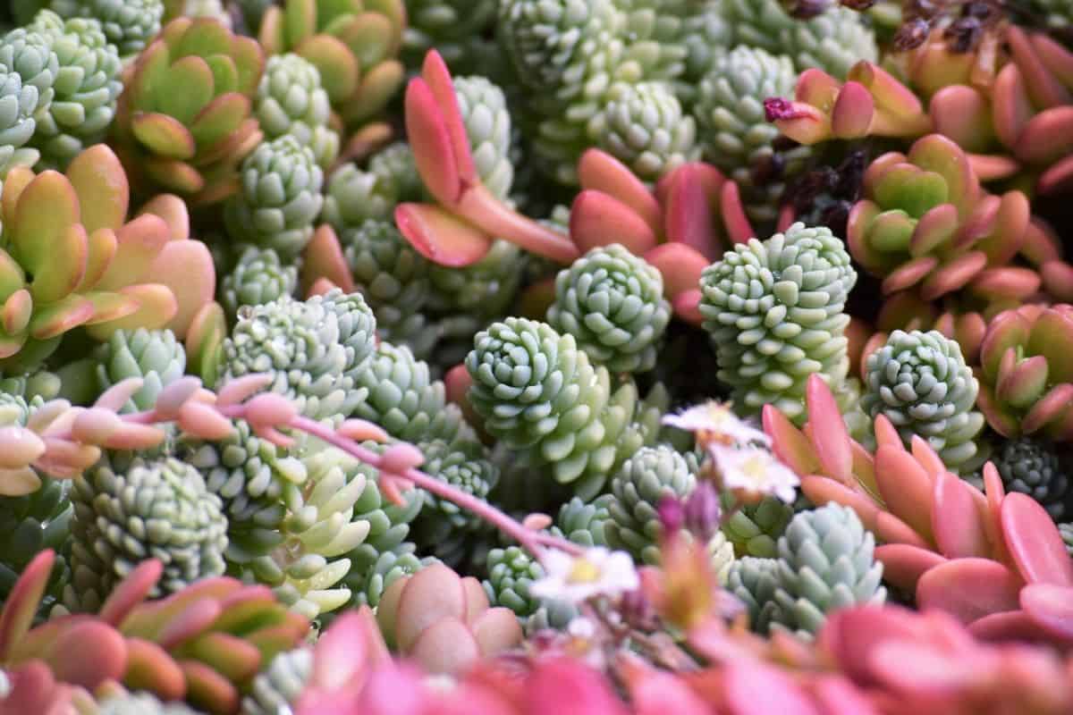 Different varieties of colorful succulents close-up.