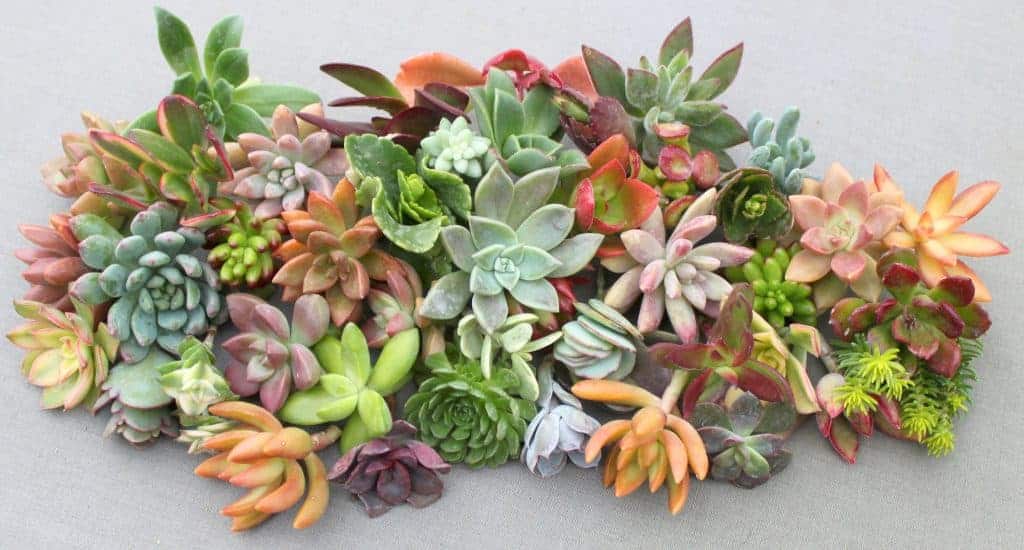 How to Grow Colorful Succulents