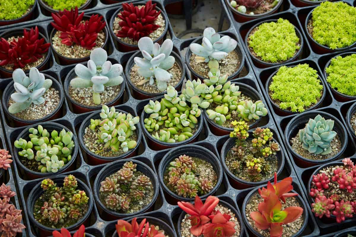 Different varieties of succulents in pots.