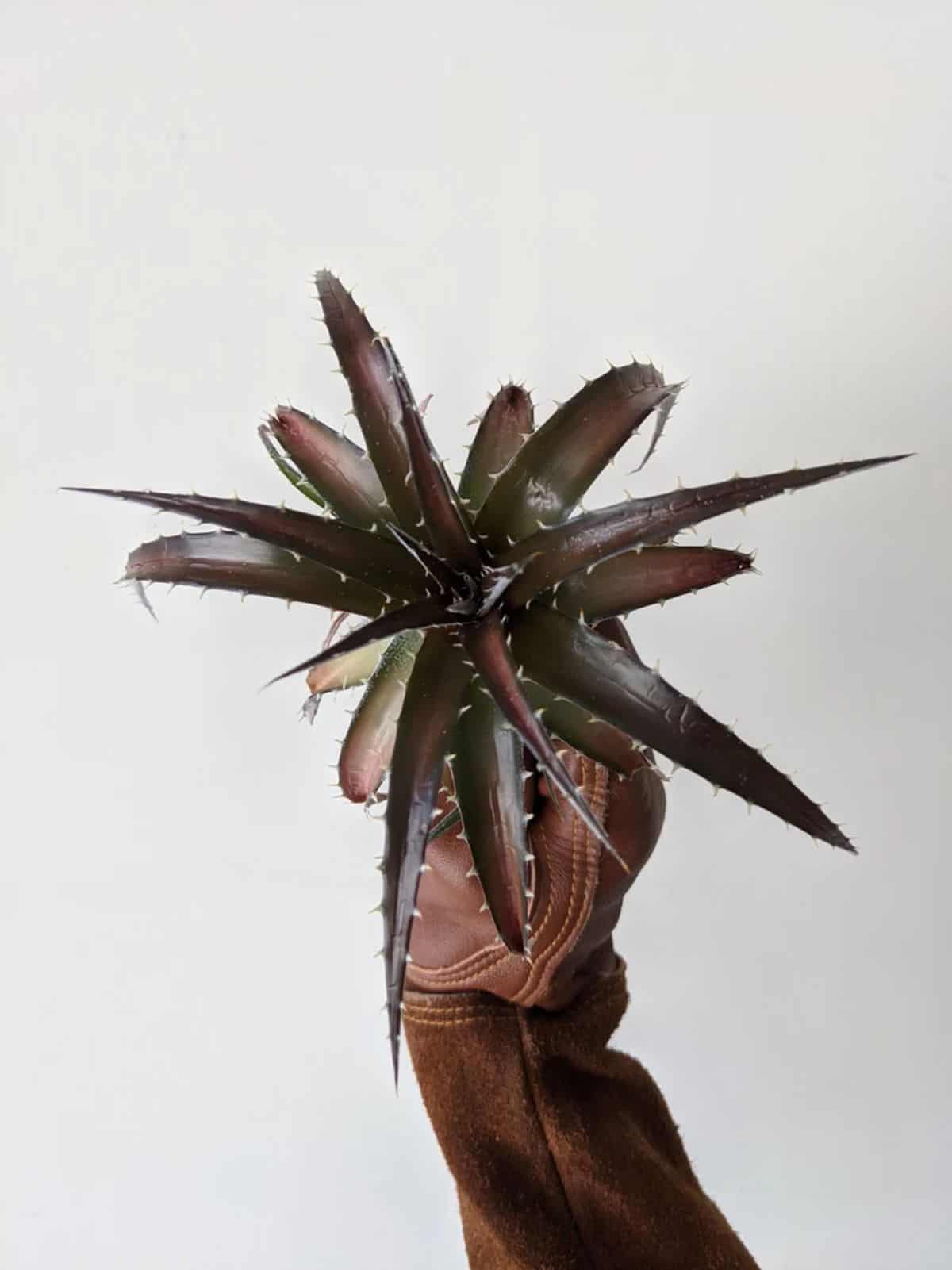 Dyckia - Black Saber Tooth