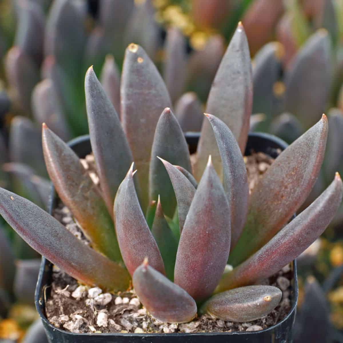 Echeveria ‘Black Knight’