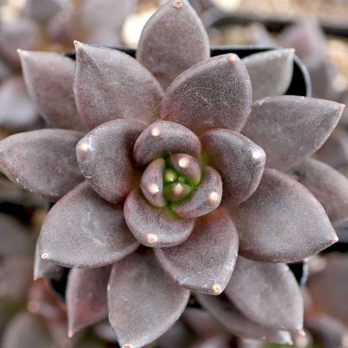 Echeveria ‘Black Prince’