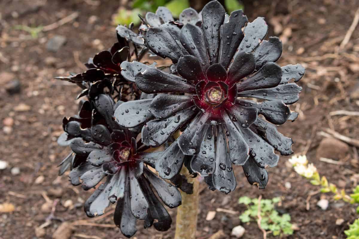 Beautiful echeveria black prince with raindrops.