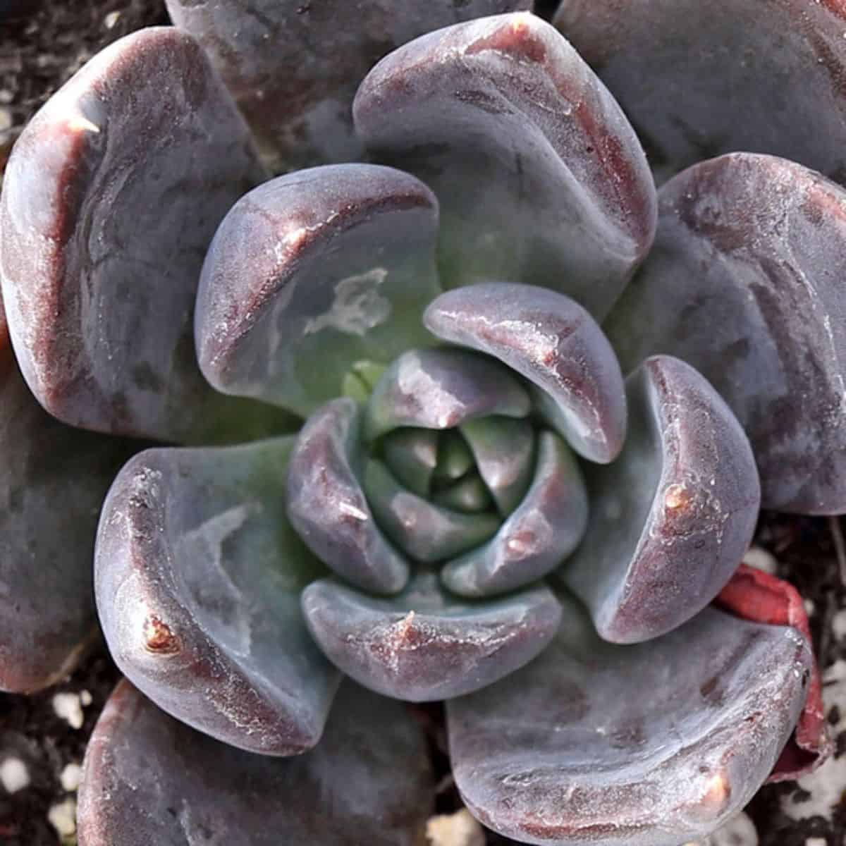 Echeveria – Dark Moon