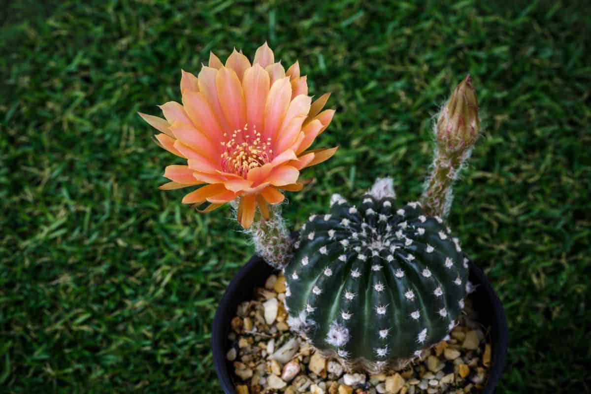 Blooming arachnacantha with  a orange flower.