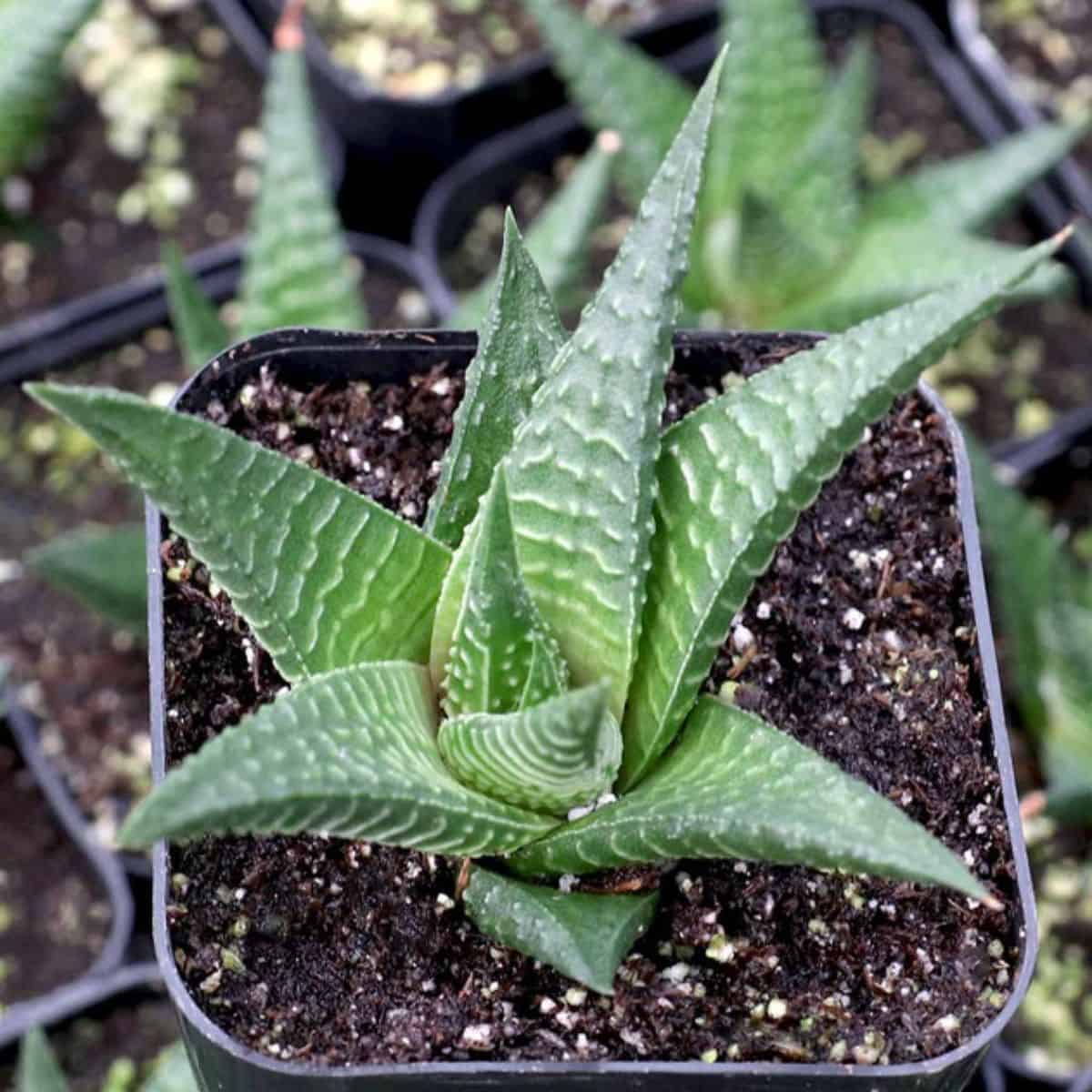 Haworthiopsis limifolia – Fairies Washboard