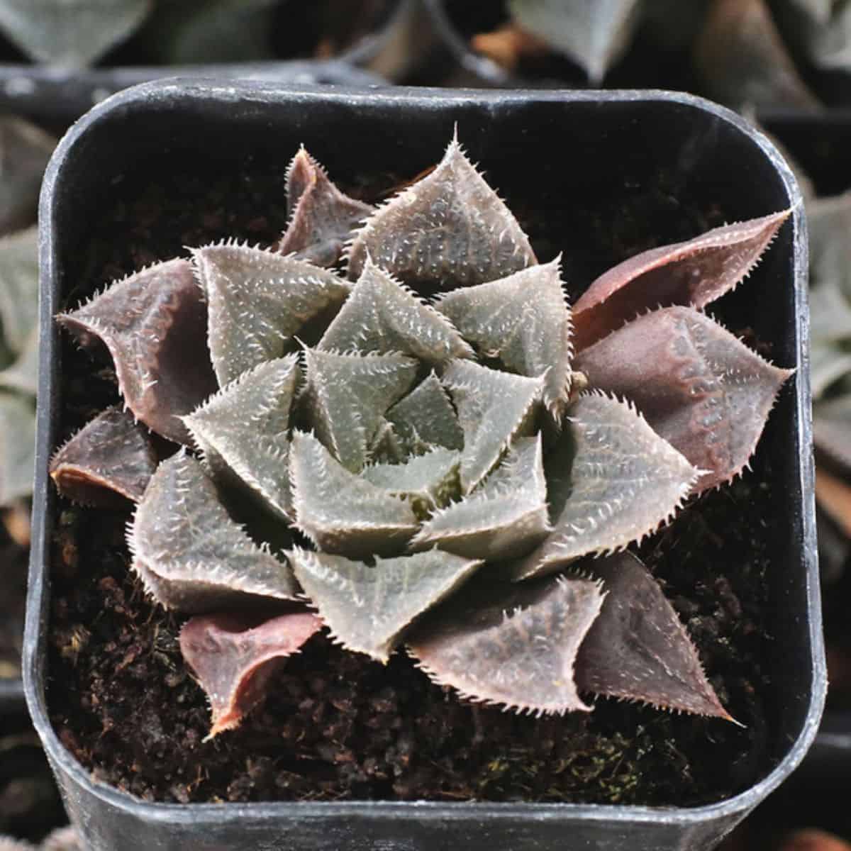 Haworthia marxii