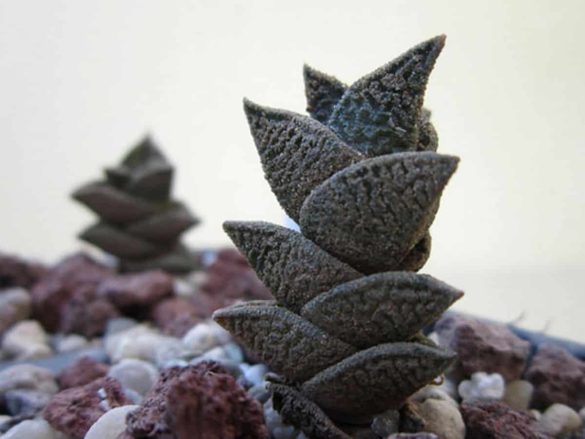 Haworthia nigra Var. diversifolia – Black Haworthia, G.D. Rowley